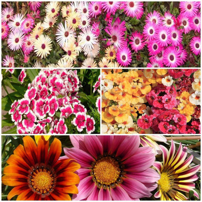 Biocarve Elegant Showy Flower Kit Seed(4 per packet)