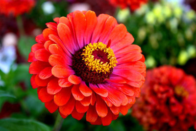 Saaheli Zinnia Red Flower Seeds Seed(10 per packet)