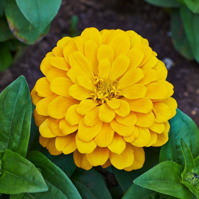 Bio Kisan Flower Seed(20 per packet)