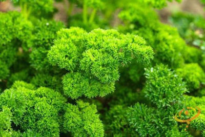 National Gardens Moss Curled Parsley Herb Seeds by National Gardens Seed(50 per packet)
National Gardens Moss Curled Parsley Herb Seeds by National Gardens Seed(50 per packet)
