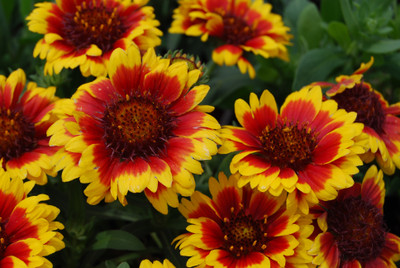 Amir Enterprises gaillardia Seed(20 per packet)