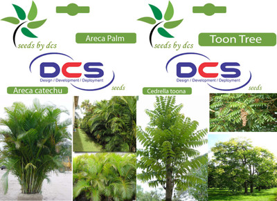 DCS Areca Palm and Toon Tree Seed(2 per packet)
DCS Areca Palm and Toon Tree Seed(2 per packet)