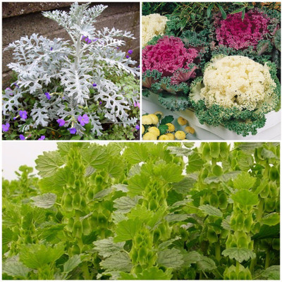 Biocarve Leafy Plant Kit Seed(3 per packet)