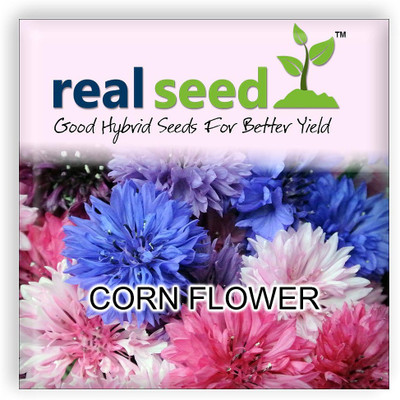 Real Seed CornFlower Seed(60 per packet)