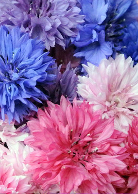 Real Seed Corn Flower Hybrid Imported Flower Seeds Seed(60 per packet)