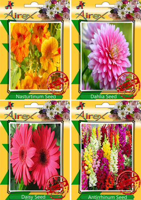 Airex Nasturtium Mixed, Dahlia, Daisy, Antirrhinum Seed(30 per packet)