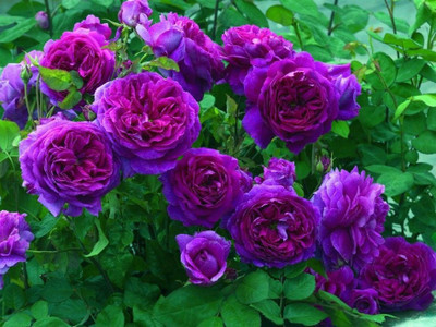 Futaba Purple Climbing Rose Plant Seed(100 per packet)