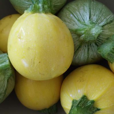 Biocarve Squash Globe Round Yellow Seed(30 per packet)
