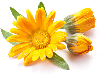 Saaheli Marigold Flower Seeds Seed(10 Per Packet)