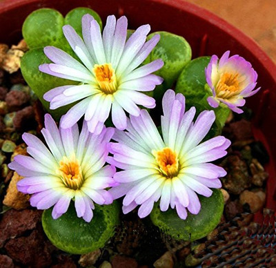 Futaba elestial Cactus anti-radiation bonsai Seeds Seed(10 per packet)