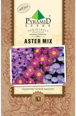 PYRAMID SEEDS Aster Mix Seed(200 per packet)