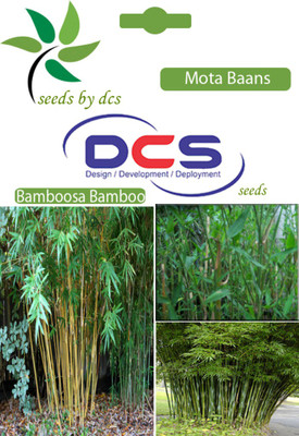 DCS Mota Baans Seed(5 per packet)
DCS Mota Baans Seed(5 per packet)