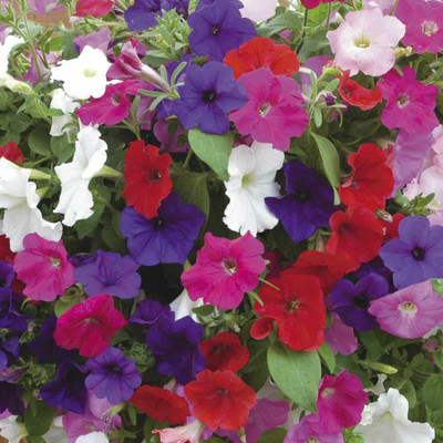 Biocarve Petunia N C Dwarf Mix Seed(200 per packet)