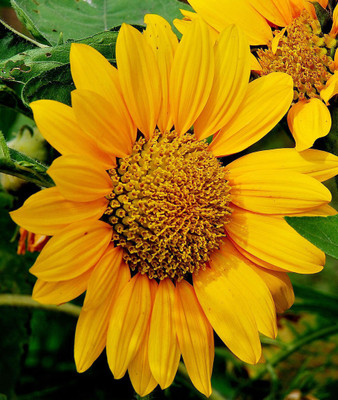 Green Octane Sunflower Japanese Seed(40 per packet)