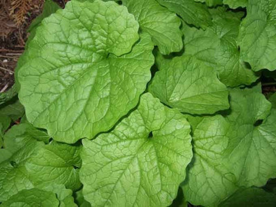 Amir Enterprises Saag Seed(20 Per Packet) 
Amir Enterprises Saag Seed(20 Per Packet)