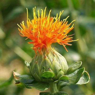 National Gardens Safflower Seeds by National Gardens Seed(10 per packet)