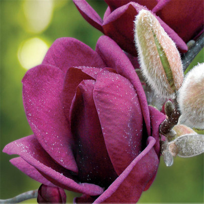 Futaba Rare 'Genie' Dark Red Seed(30 per packet)