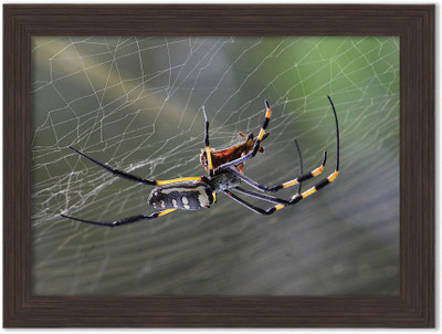 Insects Nature Themed Framed Poster Photographic Paper(13.5 inch X 10 inch, Box Packing)
Insects Nature Themed Framed Poster Photographic Paper(13.5 inch X 10 inch, Box Packing)