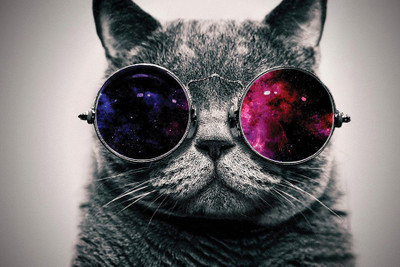Cool Cat Paper Print(12 inch X 18 inch, Rolled)