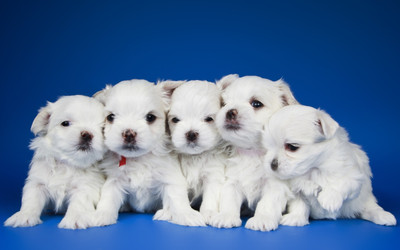 Posters for room. Collection of cute little puppies. Paper Print(18 inch X 12 inch, Rolled)
Posters for room. Collection of cute little puppies. Paper Print(18 inch X 12 inch, Rolled)