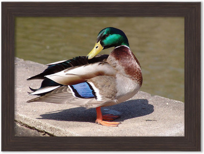 Speaking Ducks Nature Themed Framed Poster Photographic Paper(13.5 inch X 10 inch, Box Packing)
Speaking Ducks Nature Themed Framed Poster Photographic Paper(13.5 inch X 10 inch, Box Packing)