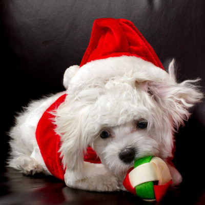 Tallenge Christmas Collection - Cute Santa Dog - Framed Photo Print For Gifting And Home And Office Décor On Photographic Paper(12 inch X 12 inch, Framed)
Tallenge Christmas Collection - Cute Santa Dog - Framed Photo Print For Gifting And Home And Office Décor On Photographic Paper(12 inch X 12 inch, Framed)