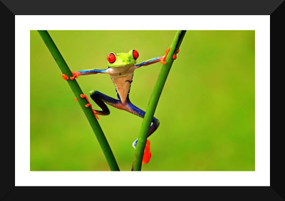 Tallenge - Circus of a Frog - Premium Quality A3 Size Framed Poster Paper Print(17 inch X 12 inch, Framed)
Tallenge - Circus of a Frog - Premium Quality A3 Size Framed Poster Paper Print(17 inch X 12 inch, Framed)