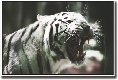 White tiger Fine Art Print(12 inch X 18 inch, Rolled)
