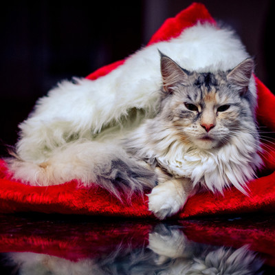 Cat In Hat - Medium Size Ready To Frame Rolled Digital Art Print On Photographic Paper(18 inch X 18 inch, Rolled)
Cat In Hat - Medium Size Ready To Frame Rolled Digital Art Print On Photographic Paper(18 inch X 18 inch, Rolled)