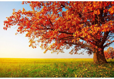Printelligent Digital Nature poster, collection of beautiful nature - 10056 Paper Print(12 inch X 18 inch, Rolled)
Printelligent Digital Nature poster, collection of beautiful nature - 10056 Paper Print(12 inch X 18 inch, Rolled)