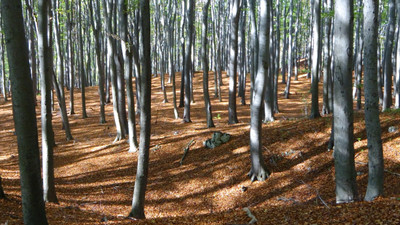 Oshi - Beauitful Forest Paper Print(12 inch X 18 inch, Stretched)