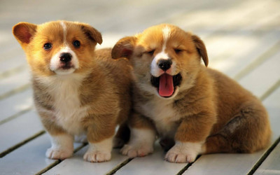 Posters for room. Collection of cute little puppies. Paper Print(18 inch X 12 inch, Rolled)
Posters for room. Collection of cute little puppies. Paper Print(18 inch X 12 inch, Rolled)