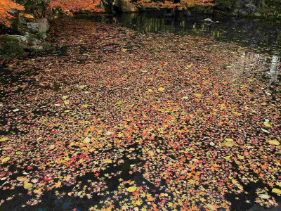 Posterhouzz Autumn Fine Art Print Poster Fine Art Print(12 inch X 18 inch, Rolled)
Posterhouzz Autumn Fine Art Print Poster Fine Art Print(12 inch X 18 inch, Rolled)