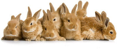 Oshi - Lots of Rabbits Paper Print(12 inch X 18 inch, Streched)