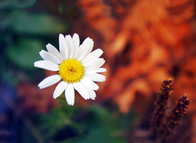 Tallenge - Valentine’s Day Gift - Daisy Flower Closeup - A3 Size Premium Quality Rolled Poster Paper Print(16.5 inch X 11.7 inch, Rolled)
Tallenge - Valentine’s Day Gift - Daisy Flower Closeup - A3 Size Premium Quality Rolled Poster Paper Print(16.5 inch X 11.7 inch, Rolled)