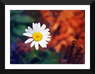 Tallenge - Valentine’s Day Gift - Daisy Flower Closeup - Premium Quality A3 Size Framed Poster Paper Print(17 inch X 12 inch, Framed)
Tallenge - Valentine’s Day Gift - Daisy Flower Closeup - Premium Quality A3 Size Framed Poster Paper Print(17 inch X 12 inch, Framed)