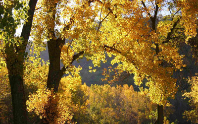 Posterhouzz Autumn Fine Art Print Poster Fine Art Print(12 inch X 18 inch, Rolled)
Posterhouzz Autumn Fine Art Print Poster Fine Art Print(12 inch X 18 inch, Rolled)