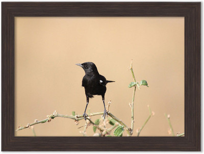 Birds Nature Themed Framed Poster Photographic Paper(13.5 inch X 10 inch, Box Packing)
Birds Nature Themed Framed Poster Photographic Paper(13.5 inch X 10 inch, Box Packing)