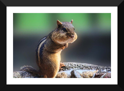 Tallenge Art - Greedy Chipmunk - Premium Quality A3 Size Framed Poster Paper Print(17 inch X 12 inch, Framed)
Tallenge Art - Greedy Chipmunk - Premium Quality A3 Size Framed Poster Paper Print(17 inch X 12 inch, Framed)