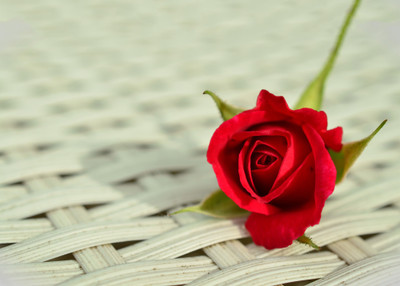 Red Rose Flower - Medium Size Ready To Frame Rolled Digital Art Print On Photographic Paper(24 inch X 18 inch, Rolled)
Red Rose Flower - Medium Size Ready To Frame Rolled Digital Art Print On Photographic Paper(24 inch X 18 inch, Rolled)