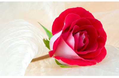 Beauty of a Rose - Medium Size Ready To Frame Rolled Digital Art Print On Photographic Paper(27 inch X 18 inch, Rolled)
Beauty of a Rose - Medium Size Ready To Frame Rolled Digital Art Print On Photographic Paper(27 inch X 18 inch, Rolled)