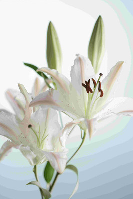 Posterhouzz Flower Fine Art Print Poster Fine Art Print(18 inch X 12 inch, Rolled)
