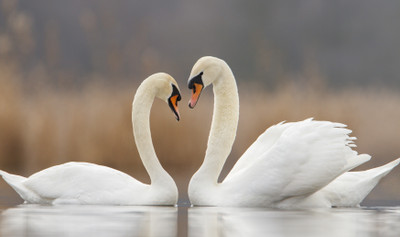 Two Swan Romance - Medium Size Ready To Frame Rolled Digital Art Print On Photographic Paper(24 inch X 12 inch, Rolled)
Two Swan Romance - Medium Size Ready To Frame Rolled Digital Art Print On Photographic Paper(24 inch X 12 inch, Rolled)