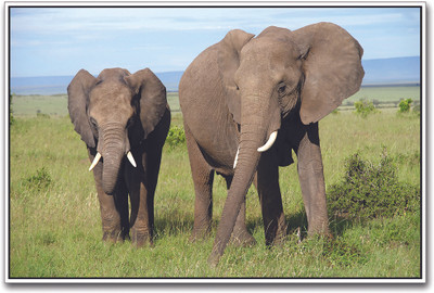 Elephants Paper Print(12 inch X 18 inch)