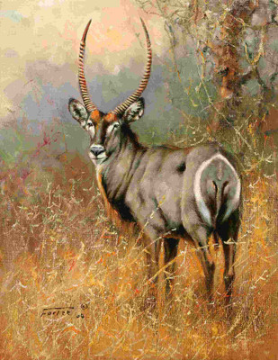 Posterhouzz Animal Fine Art Print Poster Fine Art Print(18 inch X 12 inch, Rolled)
Posterhouzz Animal Fine Art Print Poster Fine Art Print(18 inch X 12 inch, Rolled)