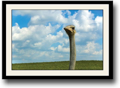 Ostrich face Fine Art Print(10 inch X 14 inch, Framed)