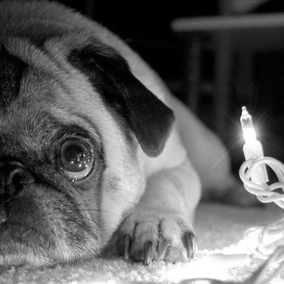 Pug And Light - Medium Size Ready To Frame Rolled Digital Art Print On Photographic Paper(18 inch X 18 inch, Rolled)
Pug And Light - Medium Size Ready To Frame Rolled Digital Art Print On Photographic Paper(18 inch X 18 inch, Rolled)
