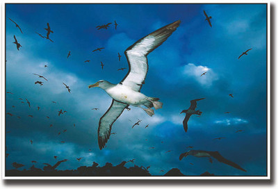 White Seagull in sky Fine Art Print(12 inch X 18 inch, Rolled)