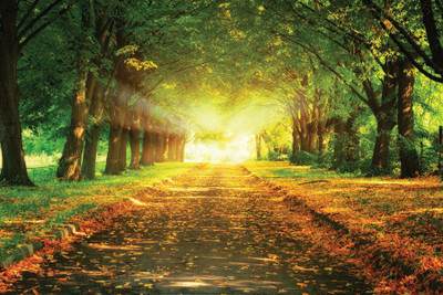 Nice Sunrise Nature poster Paper Print(12 inch X 18 inch, Rolled)