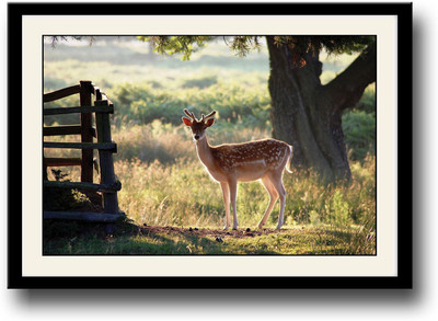 Beautiful deer Fine Art Print(10 inch X 14 inch, Framed)